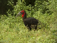   Bucorvidae